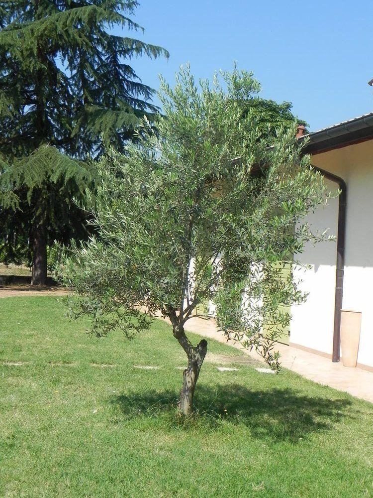Caterina Residence Faenza Exterior foto