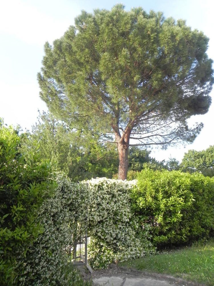 Caterina Residence Faenza Exterior foto